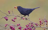 Amsel, Männchen. Foto: Beni Herzog
