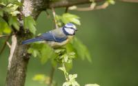 Blaumeise. Foto: Michael Gerber
