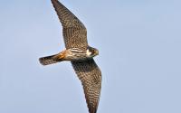 Baumfalke im Flug. Foto: Beni Herzog