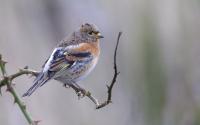 Bergfink, Weibchen. Foto: Beat Rüegger