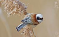 Beutelmeise, Männchen. Foto: Beni Herzog