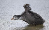 Blässhuhn, Jungvogel, Foto: Beat Rüegger