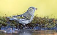 Erlenzeisig, Weibchen. Foto: Beat Rüegger