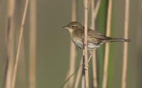 Feldschwirl. Foto: Beat Rüegger