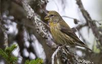 Fichtenkreuzschnabel, Weibchen. Foto: Beat Rüegger