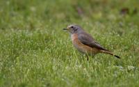 Gartenrotschwanz, Weibchen. Foto: Beat Rüegger