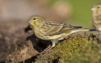 Girlitz, Weibchen. Foto; Beat Rüegger