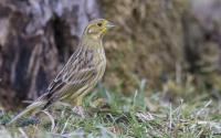 Goldammer, Weibchen. Foto: Beat Rüegger