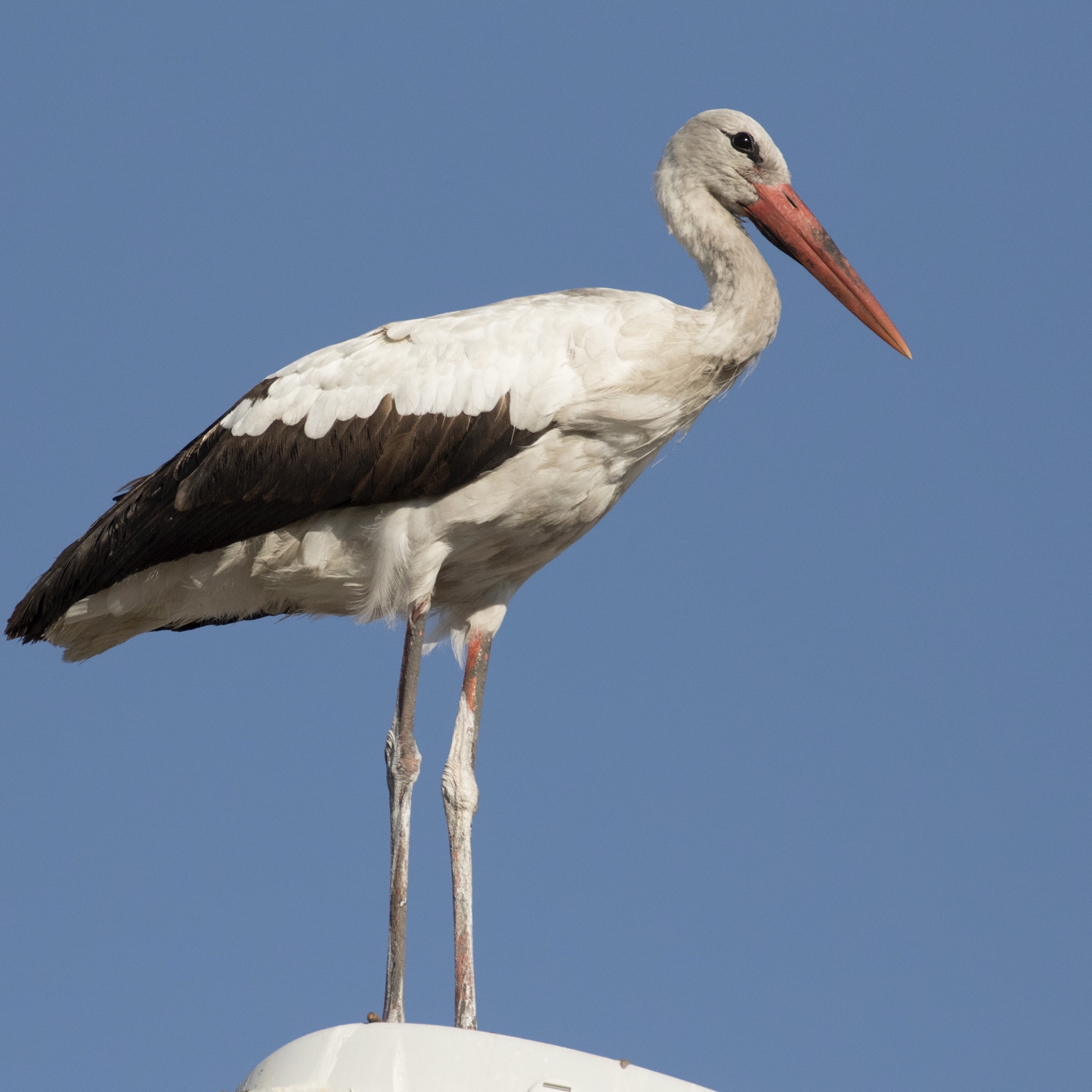 Weissstorch