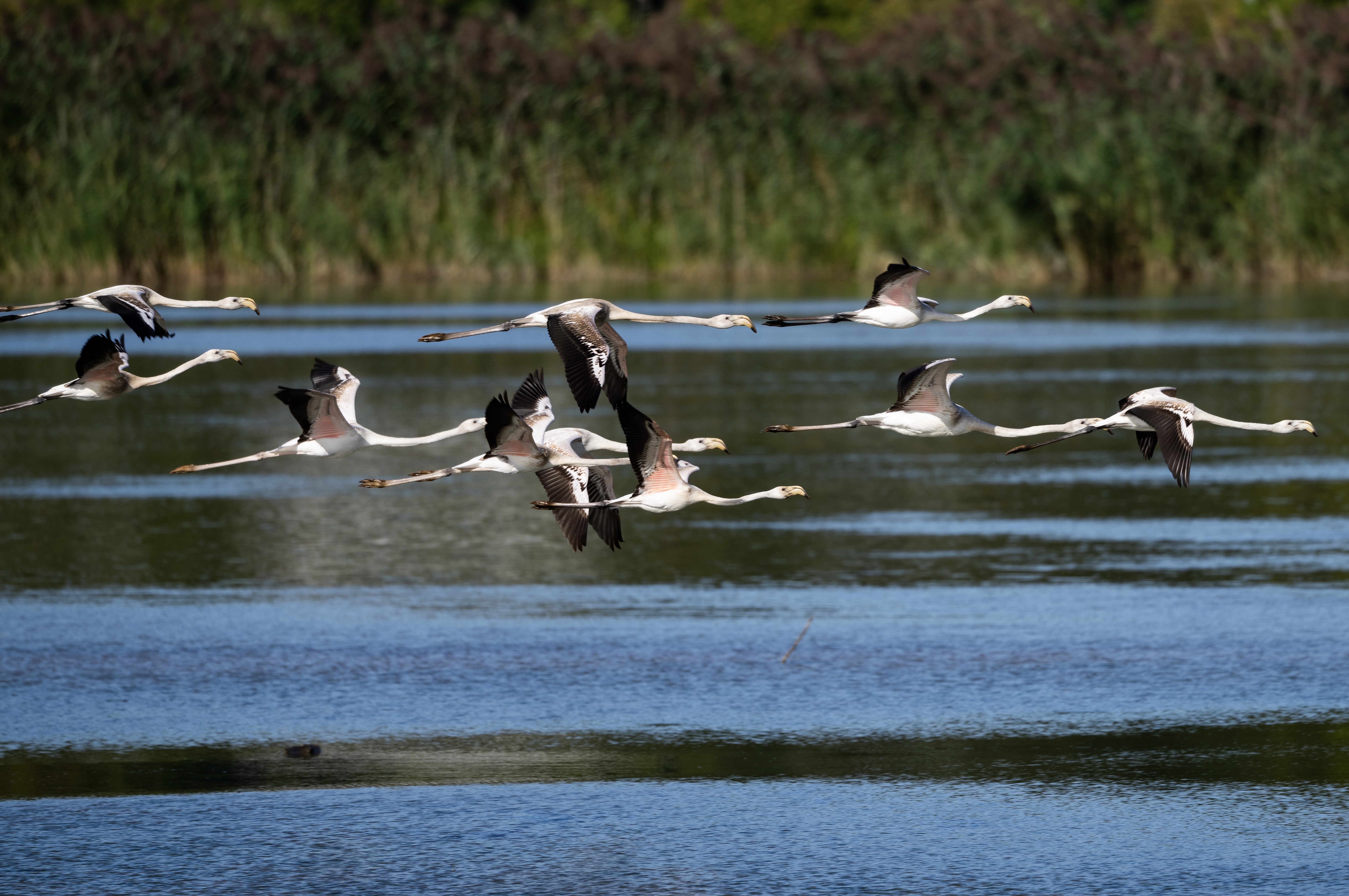 Rosaflamingos, Michael Gysel