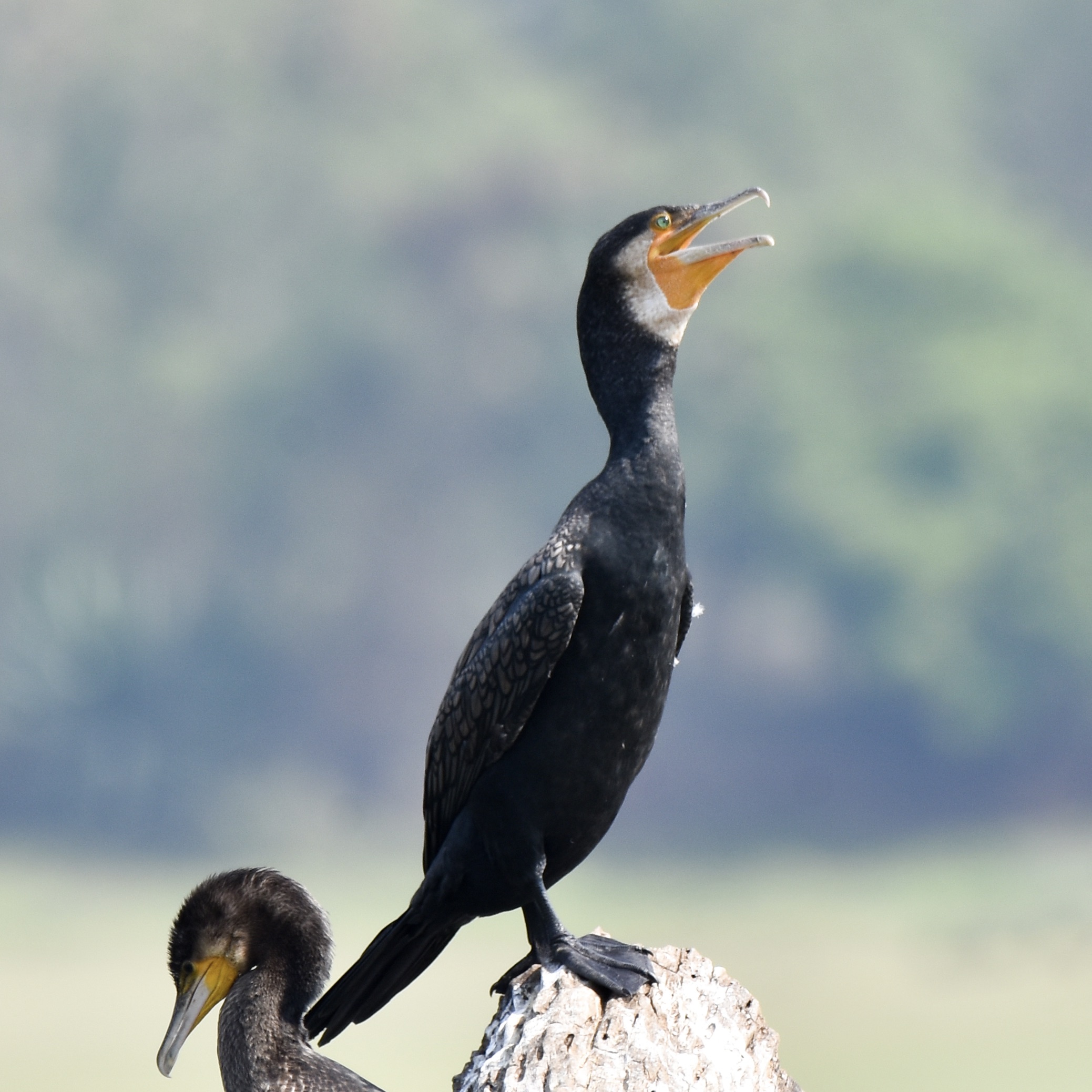 Kormoran