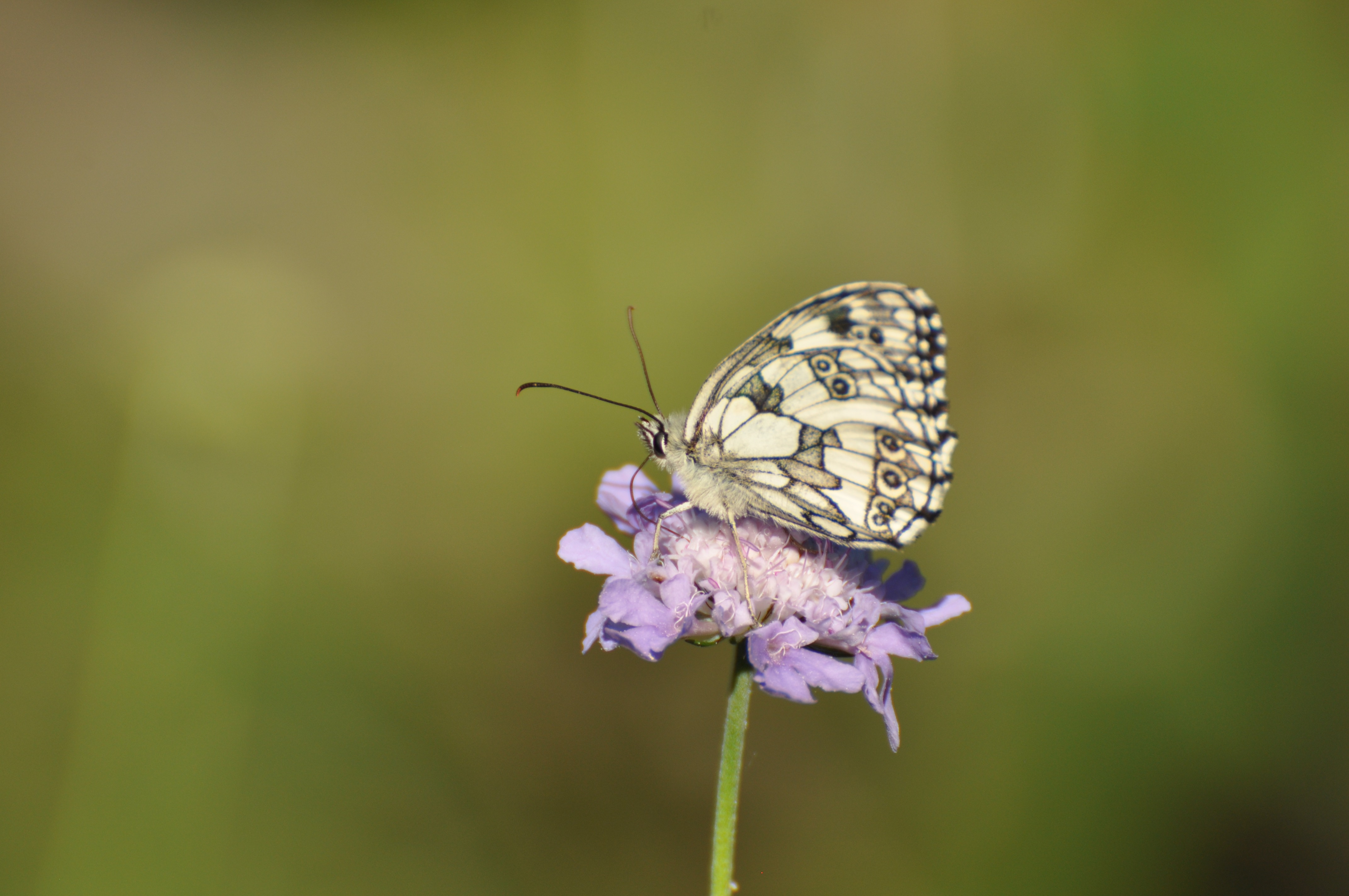Schachbrettfalter