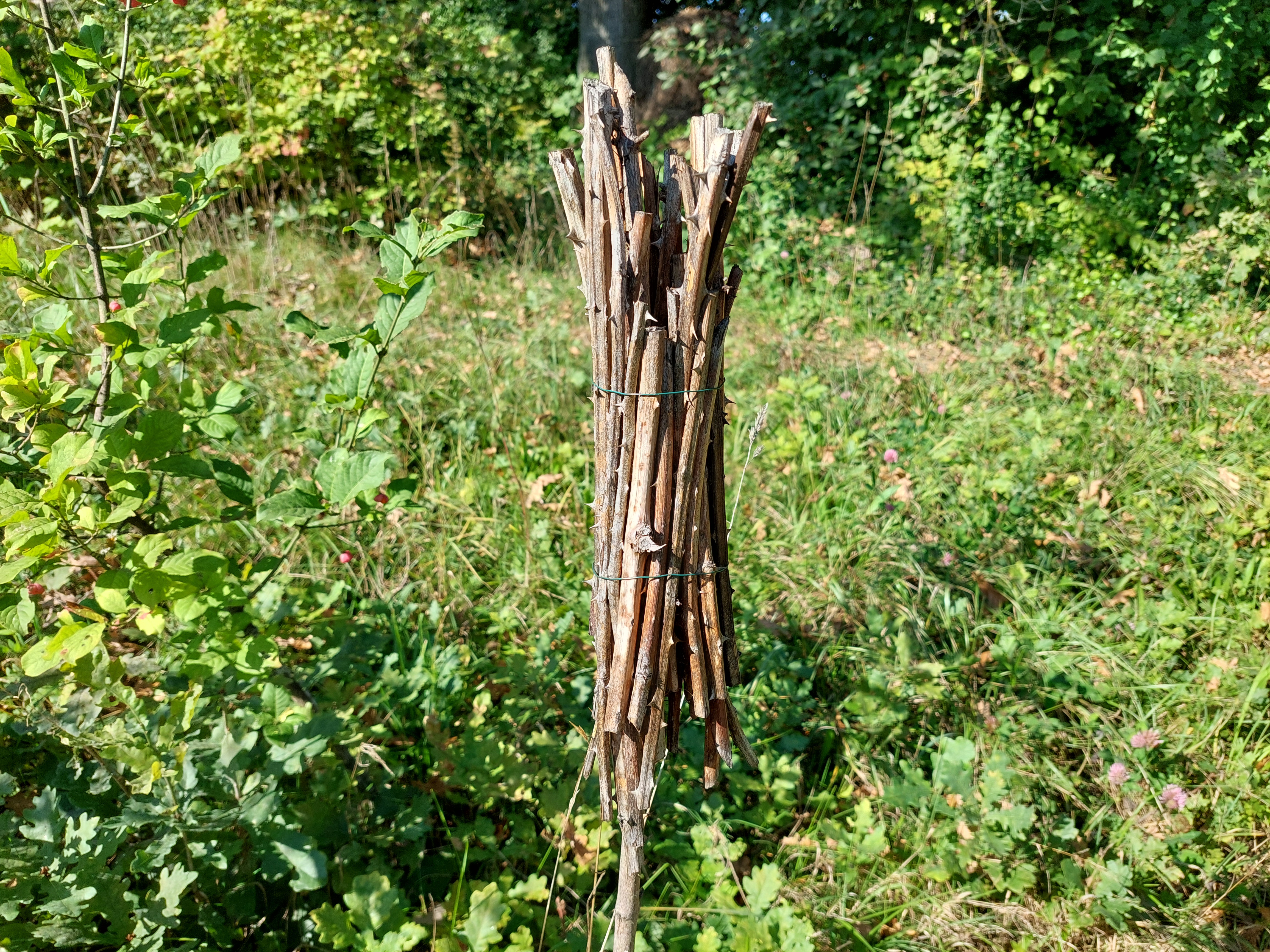 Wildbienenrakete