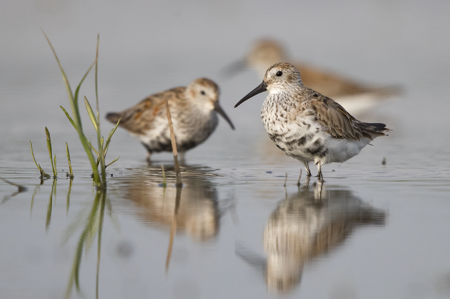 Zwei Alpenstrandläufer im Flachwasser.