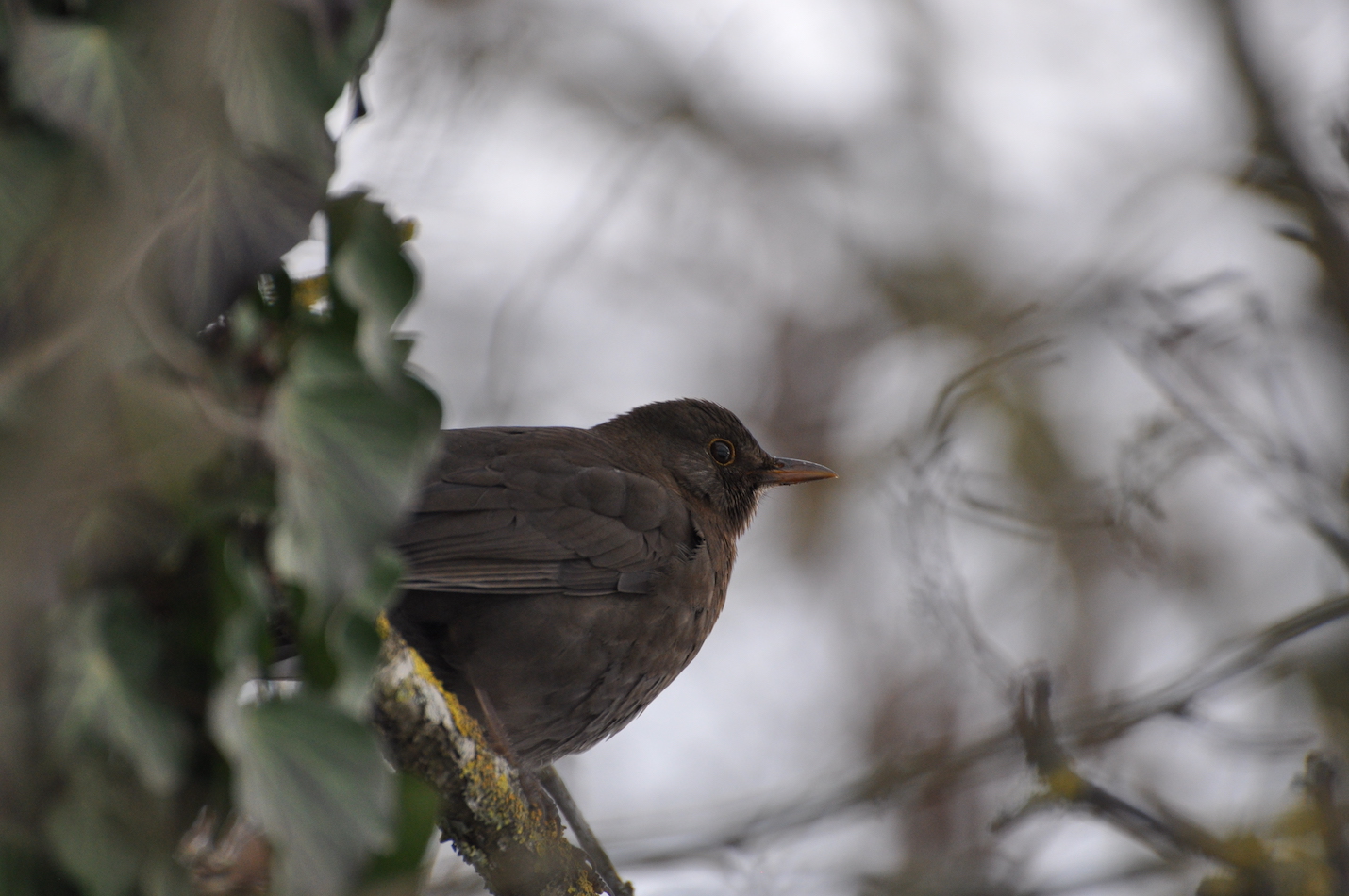 Amsel