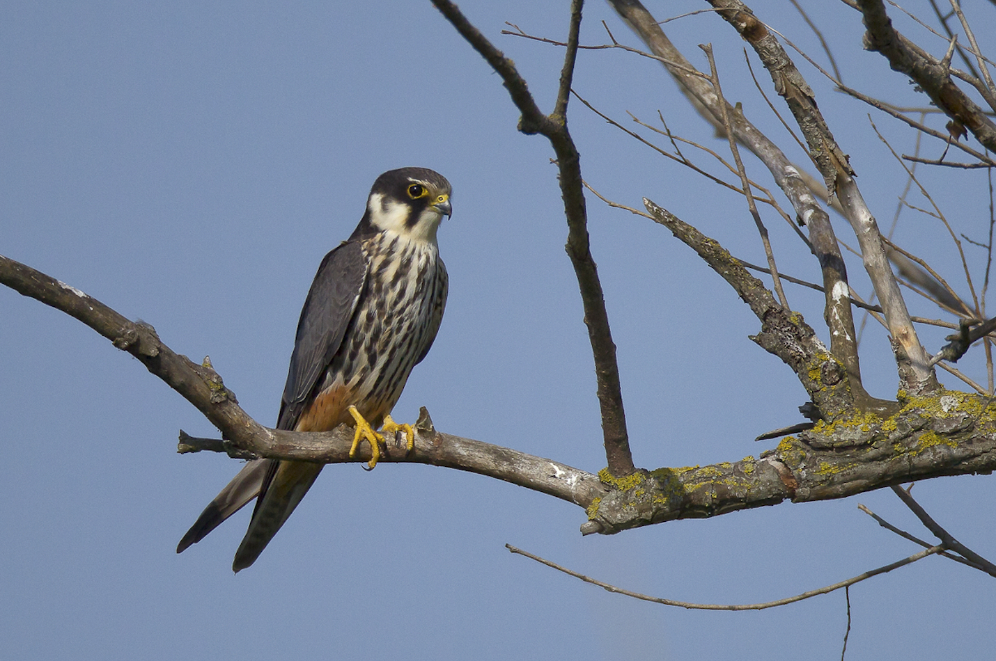 Baumfalke auf Ast.