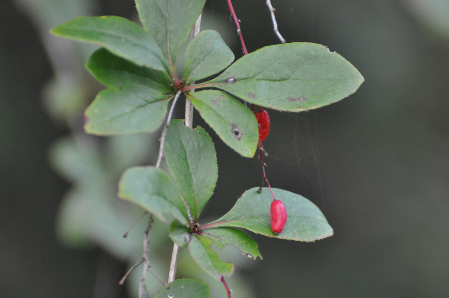 Berberitzen mit Frucht