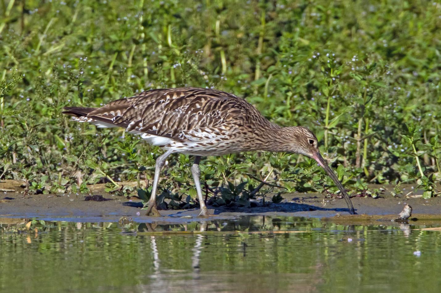 Grosser Brachvogel am Boden