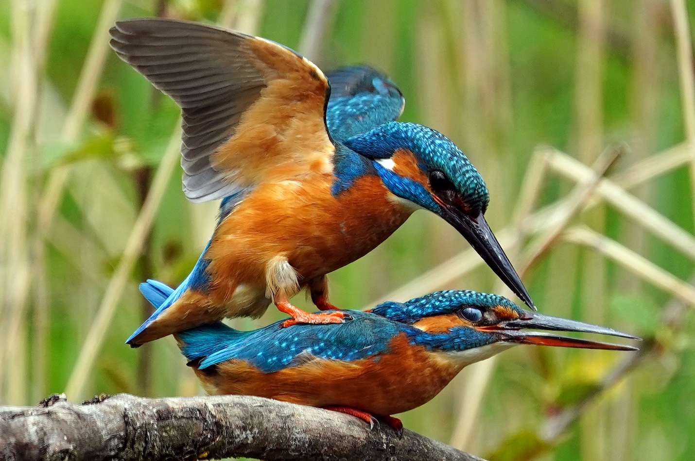 Eisvogelpaarung.