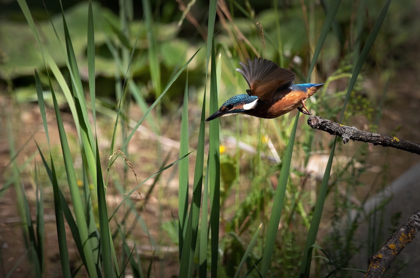 Eisvogel im Flug