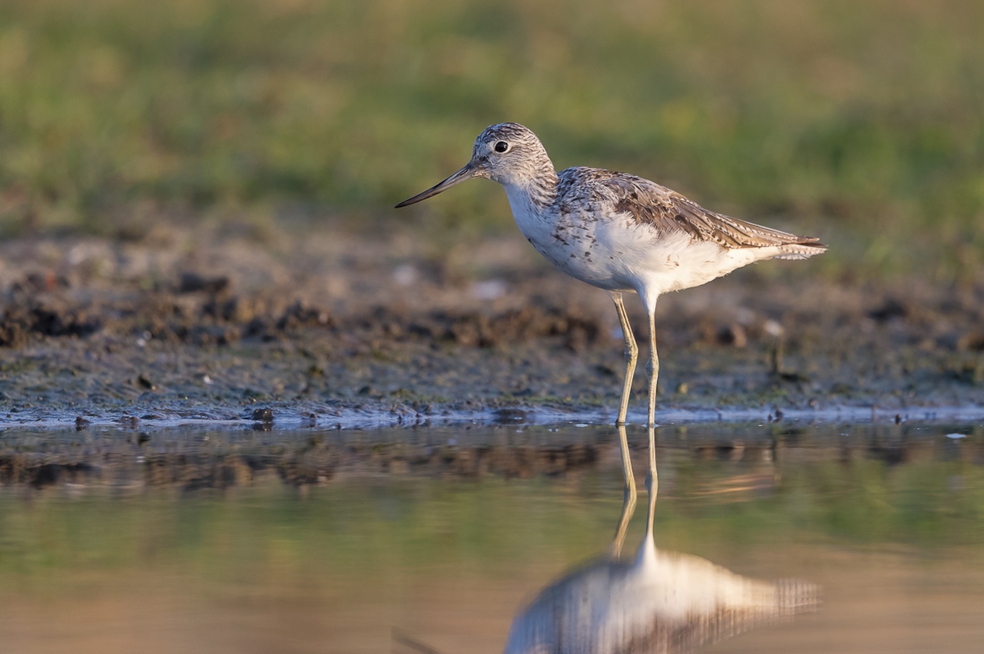 Grünschenkel im flachen Wasser