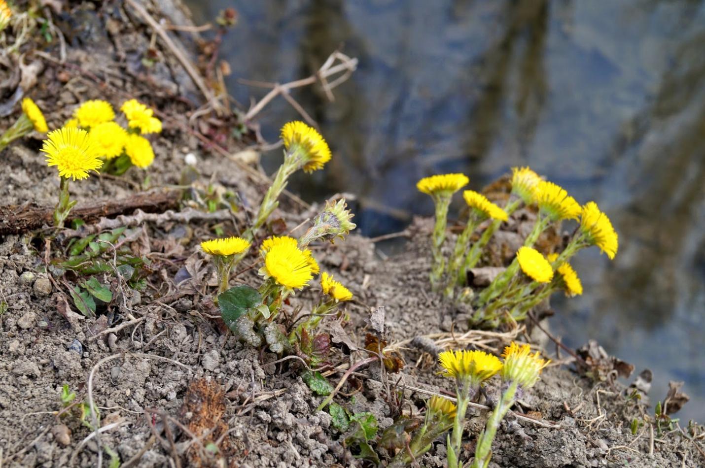 Gelben Blüten des Huflattichs. Die Pflanze wächst gleich am Ufer eines Baches