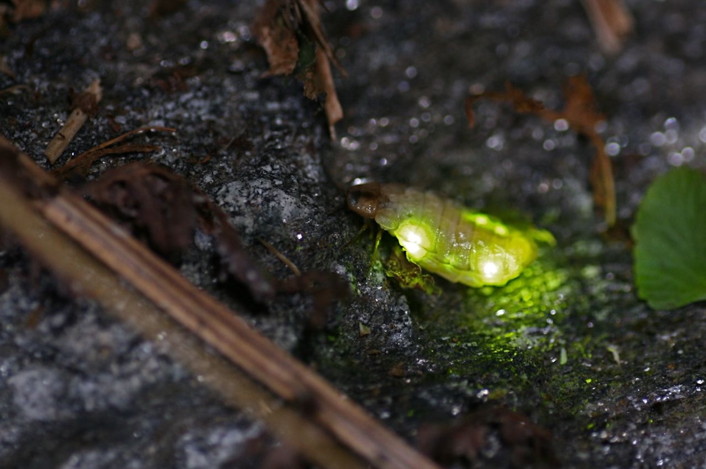 Leuchtendes Weibchen des Kleinen Glühwürmchens