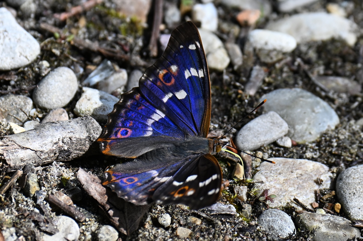 Kleiner Schillerfalter auf Steinen