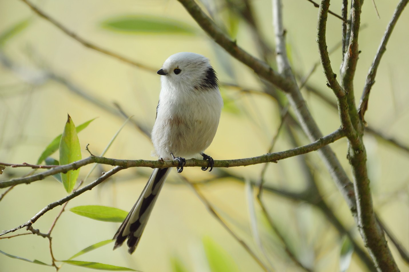 Nördliche Schwanzmeise