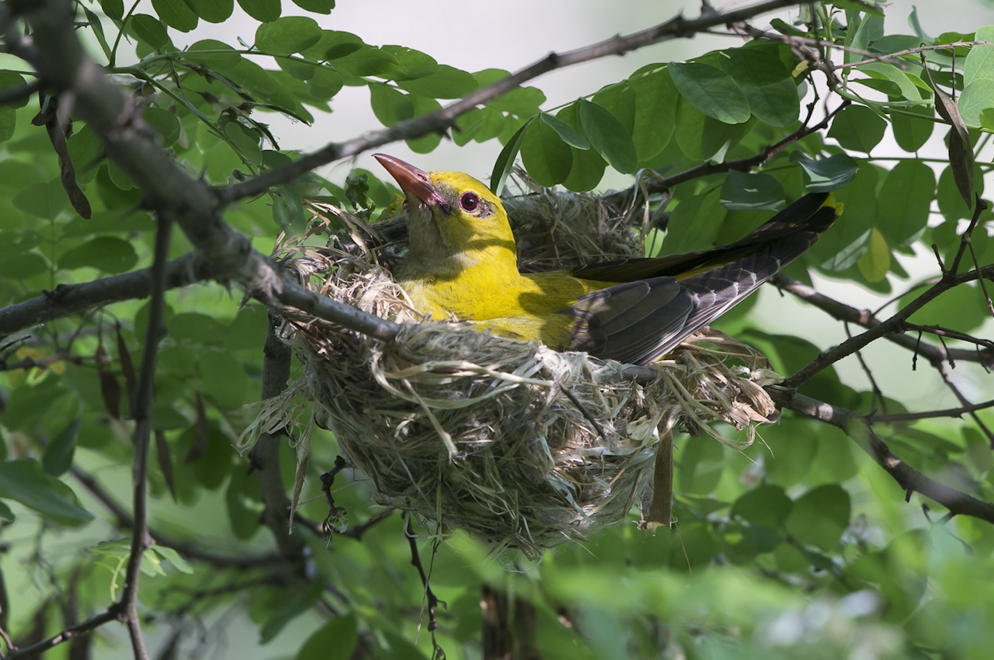 Pirol in Nest