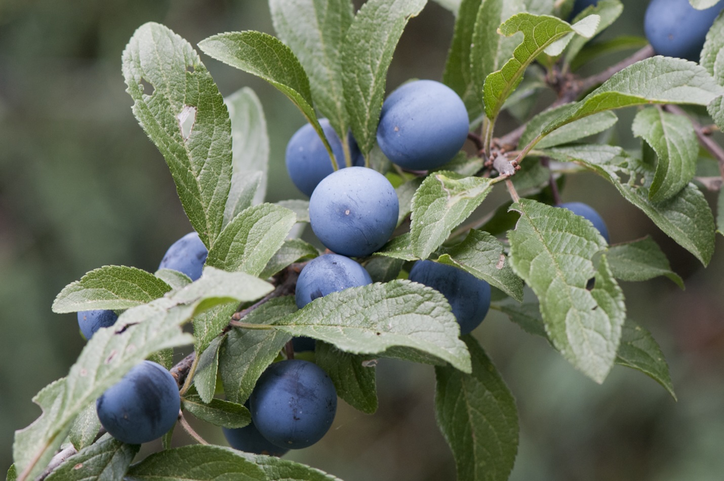 Früchte des Schwarzdorns.