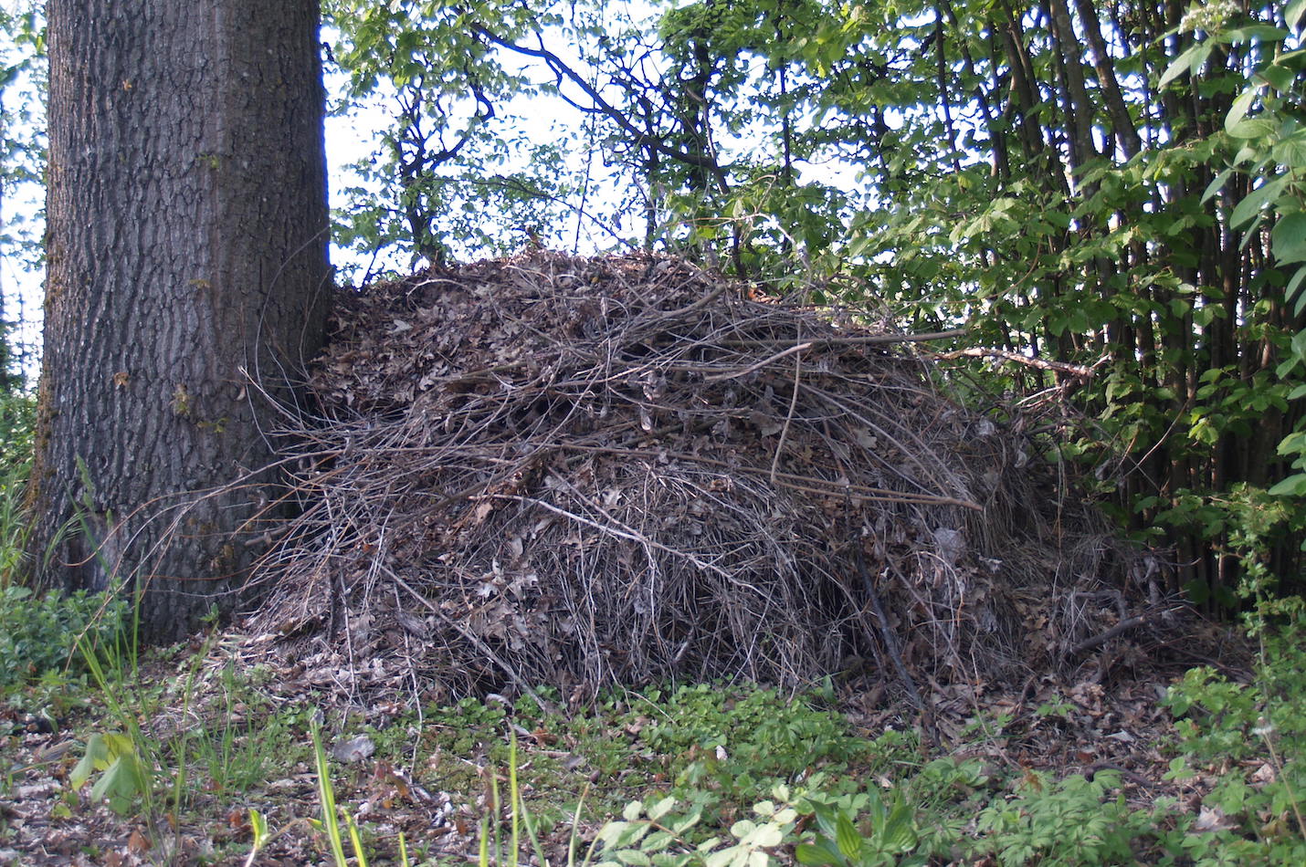 Möglicher Eiablageplatz der Ringelnatter