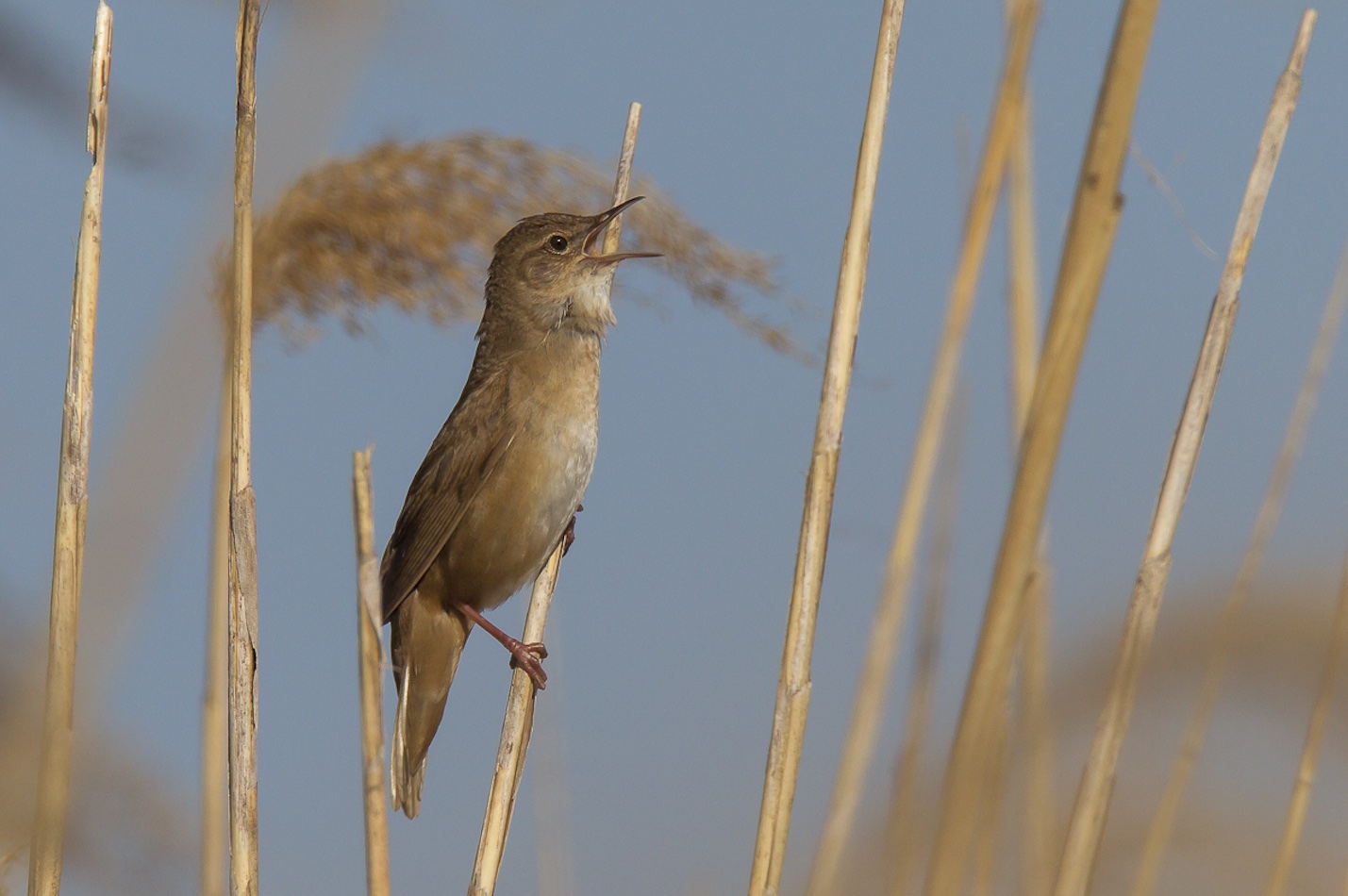 Singender Rohrschwirl
