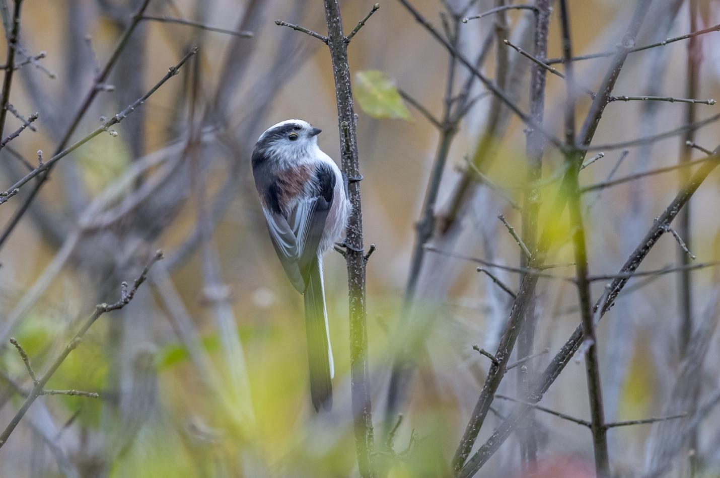 Schwanzmeise auf einem Ast schräg von Hinten fotografiert