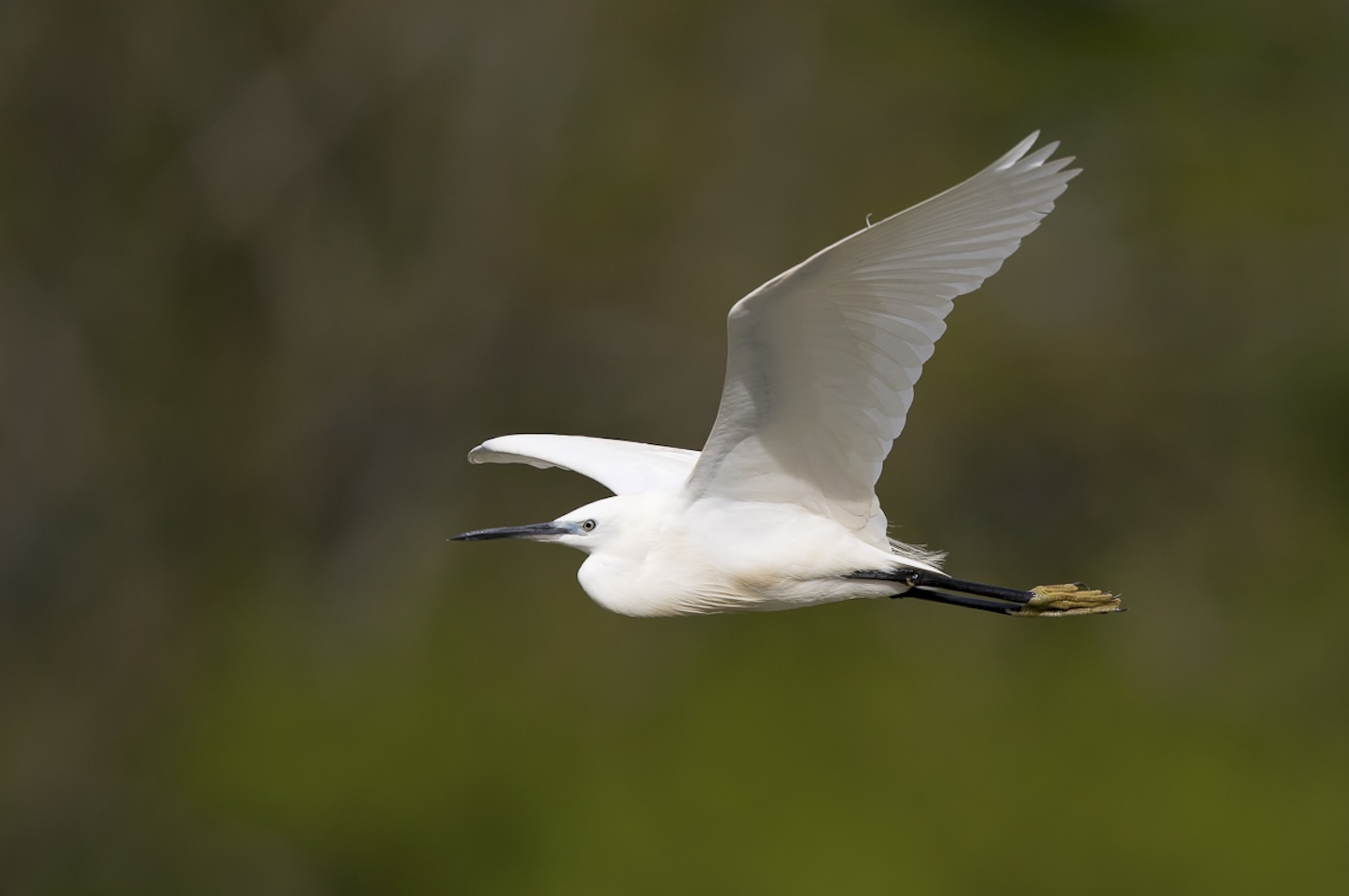 Seidenreiher im Flug.