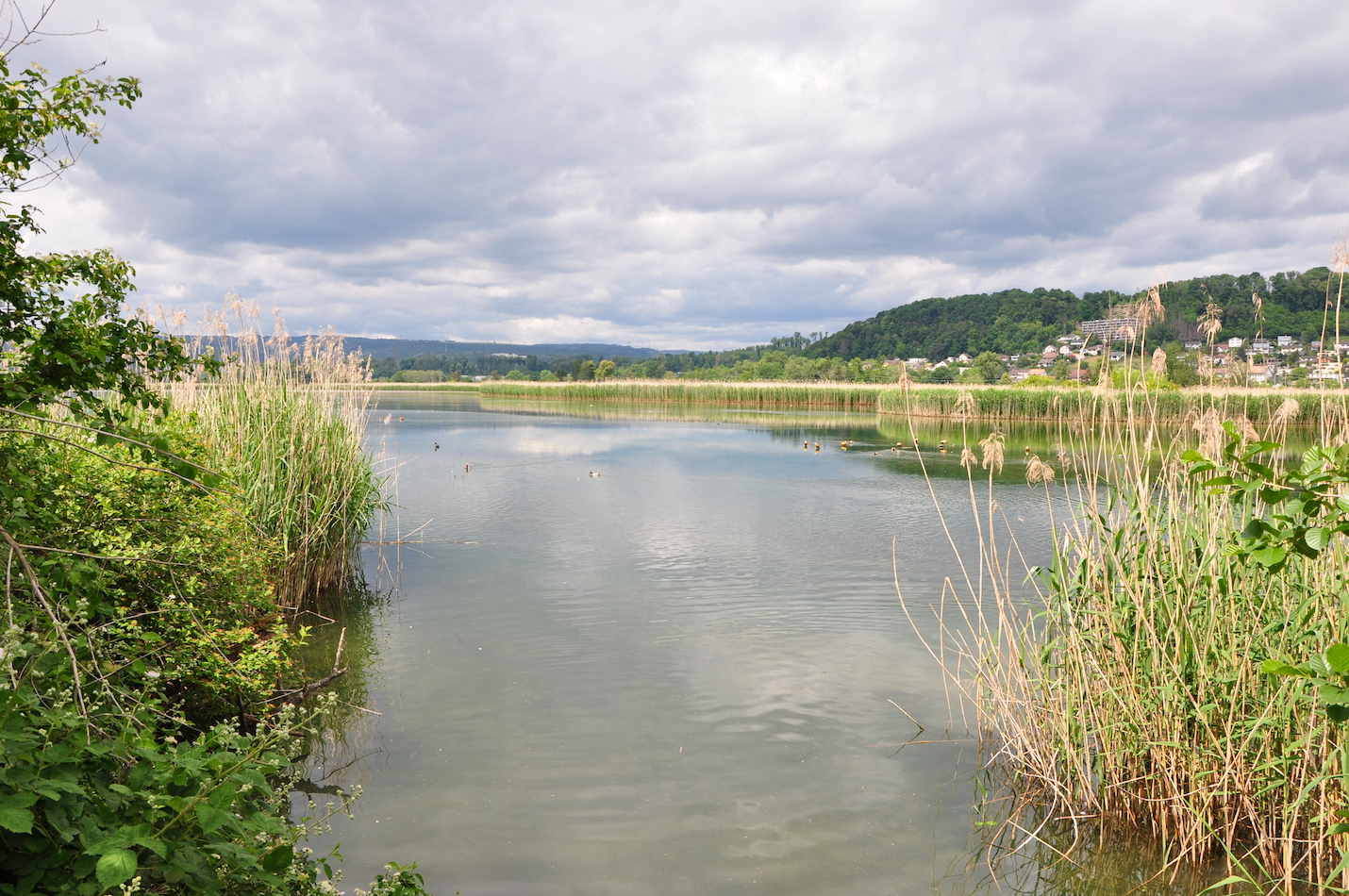 Stausee im Frühling