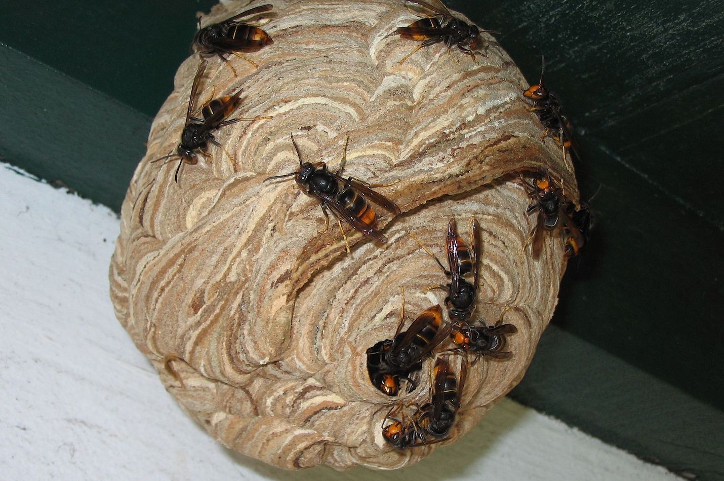 Nest der asiatischen hornisse