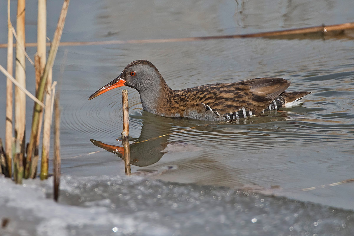 Wasserralle