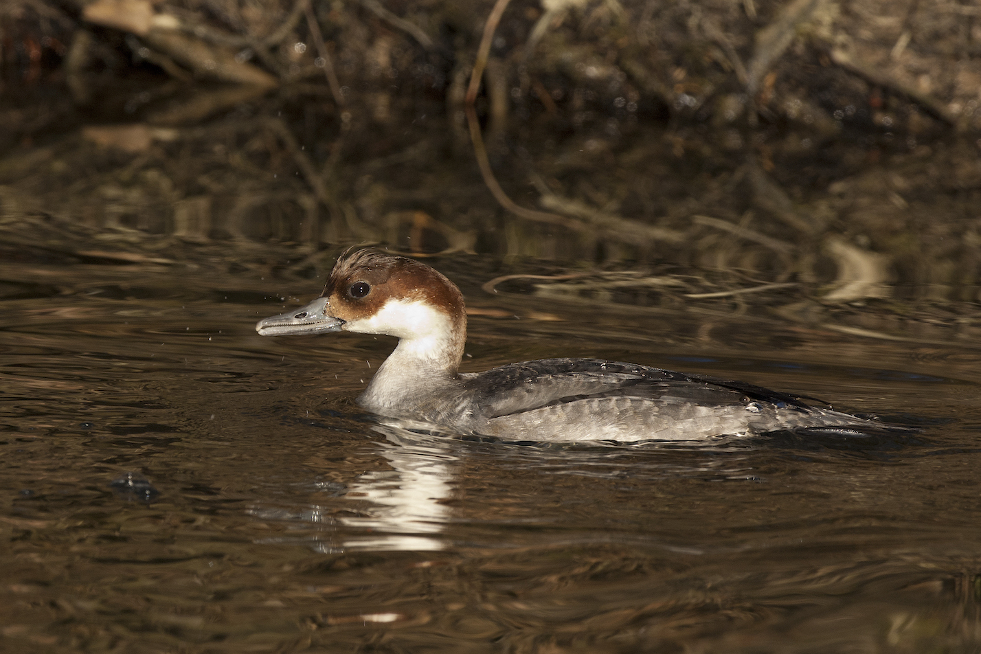 Zwergsäger weiblich