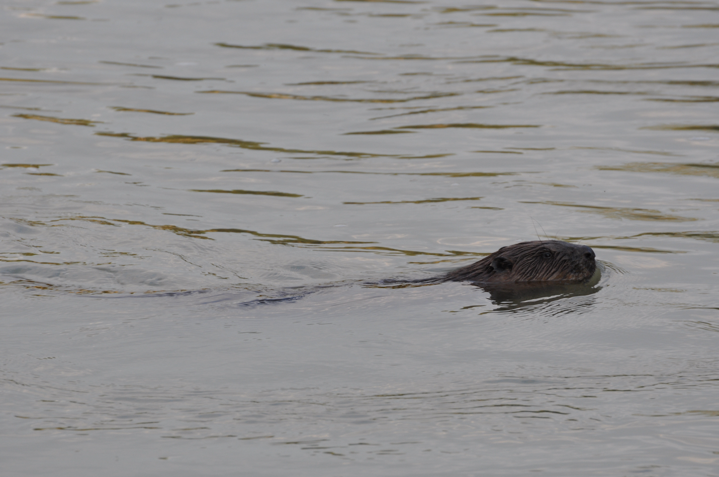 schwimmender Biber