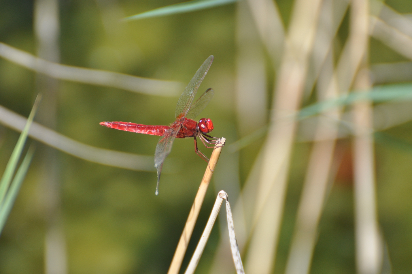 Feuerlibelle auf Ast