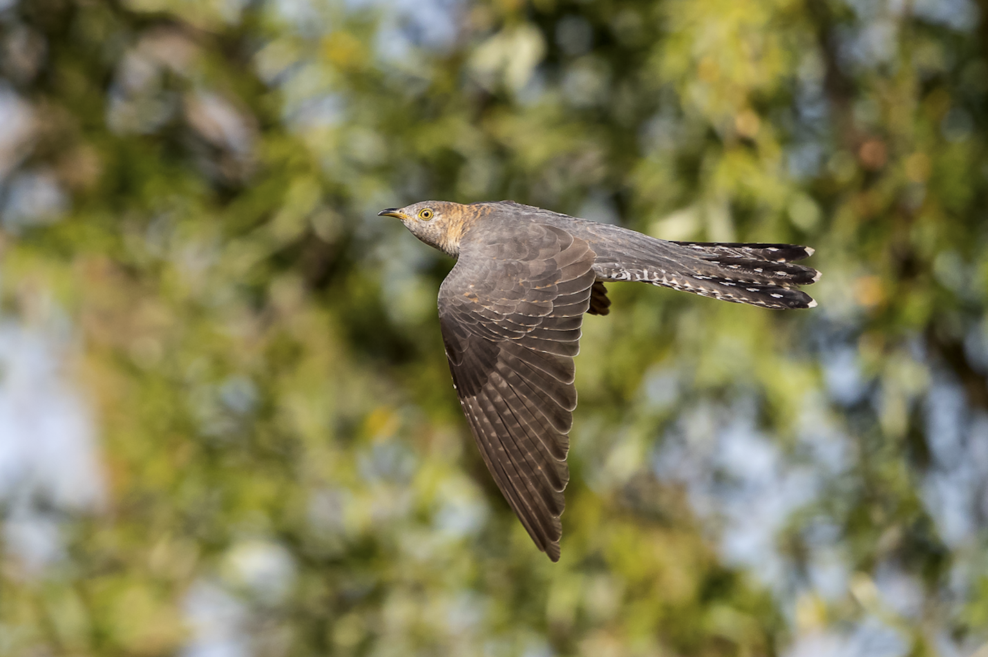braunes Kuckucksweibchen im Flug