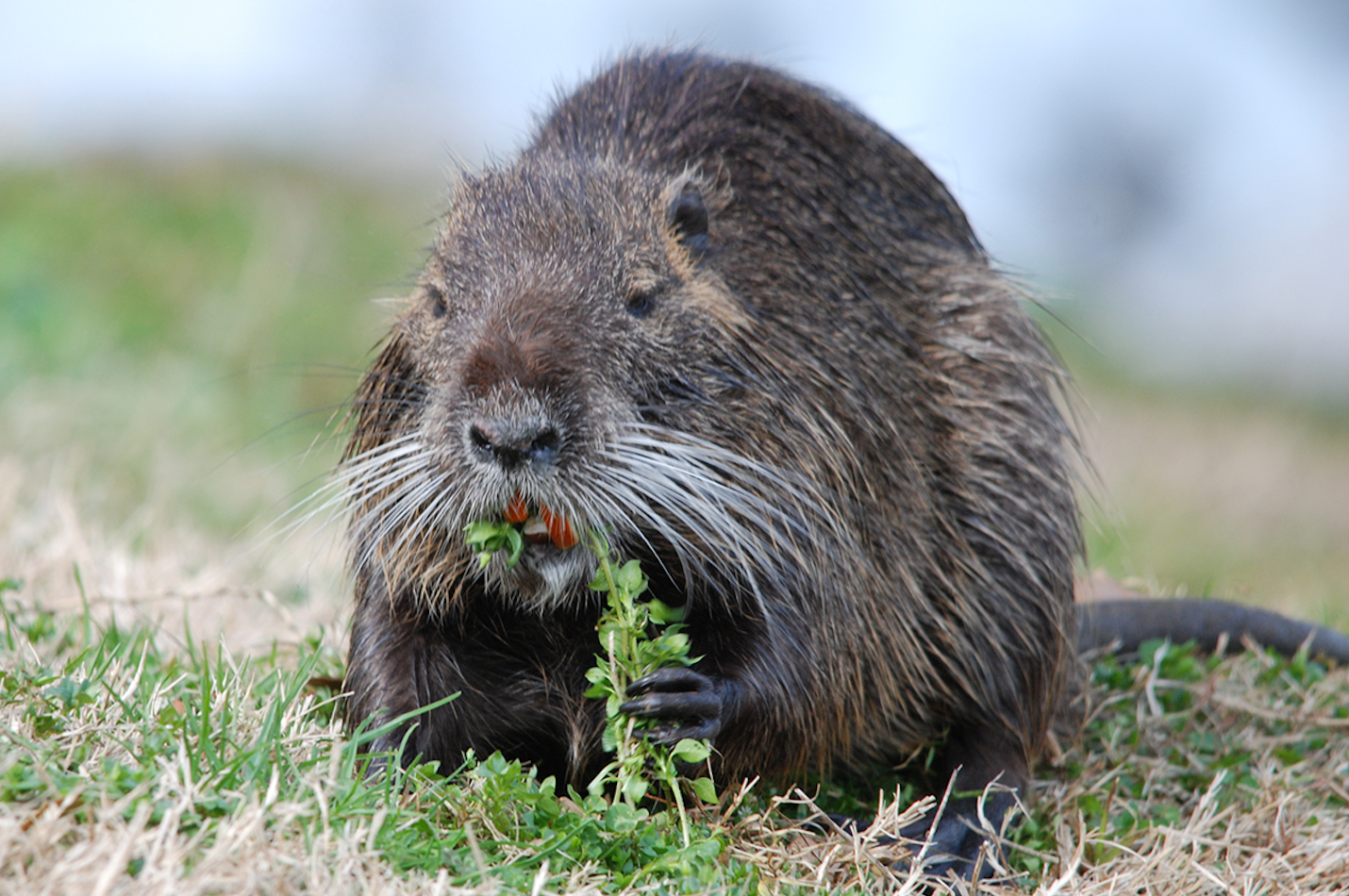 Nutria