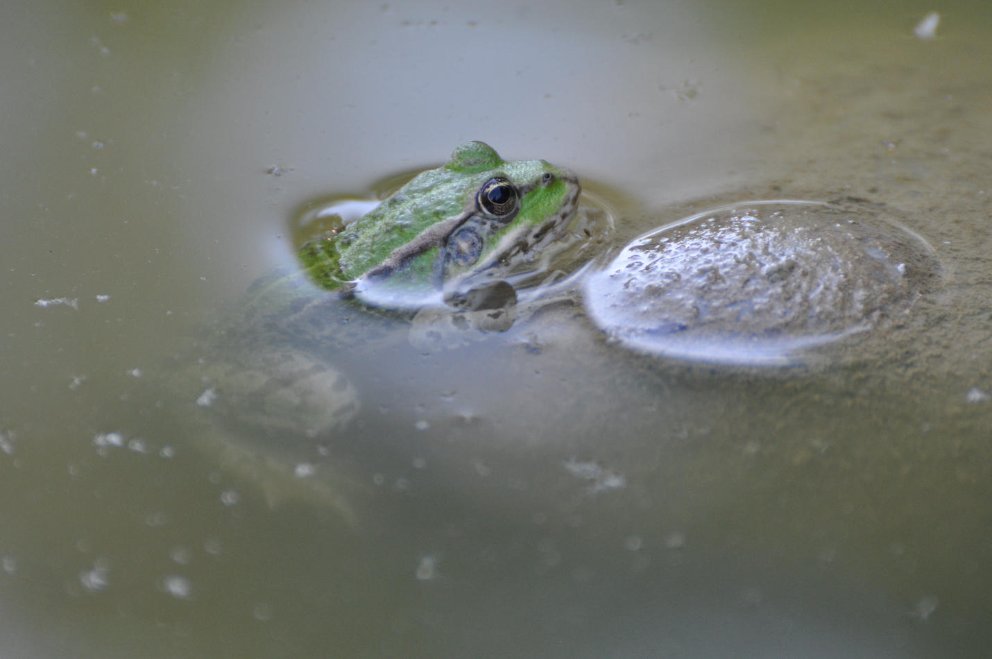 Wasserfrosch