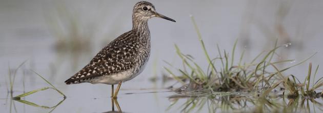 Bruchwasserläufer