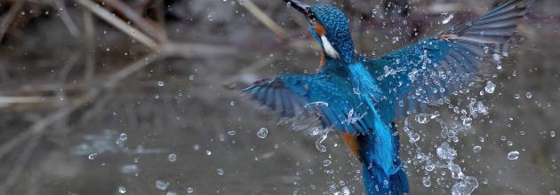 Fliegender Eisvogel