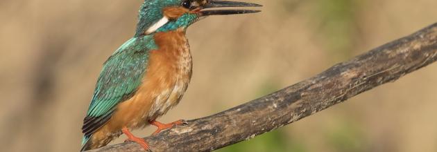 Eisvogel