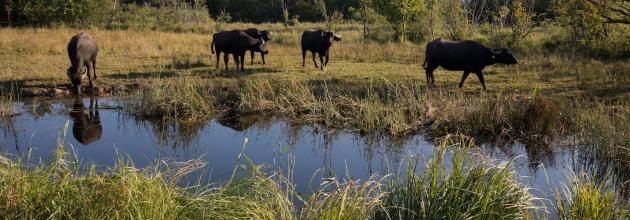 vier Wasserbüffel in der Machme