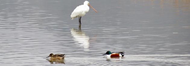 Löffler und Löffelentenpaar
