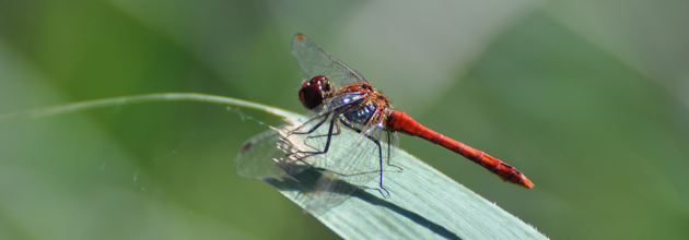 Blutrote Heidelibelle 